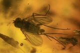 Detailed Fossil Flies, Ant & Spider In Baltic Amber #105523-2
